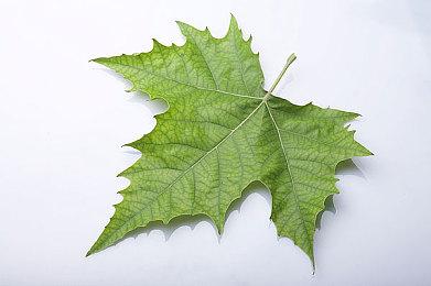 传闻：GB和GBC游戏将在N64游戏上线会员服务后到来